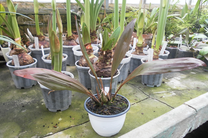 Lentinosa x miniata.jpg