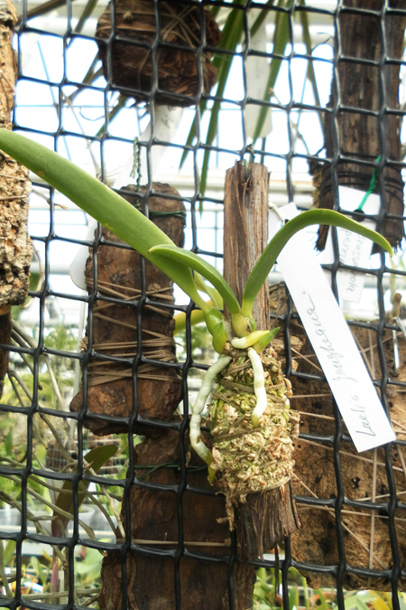 Laelia jongheana.jpg