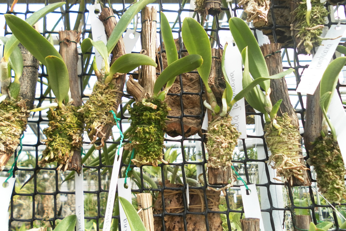 Laelia jongheana 1.jpg