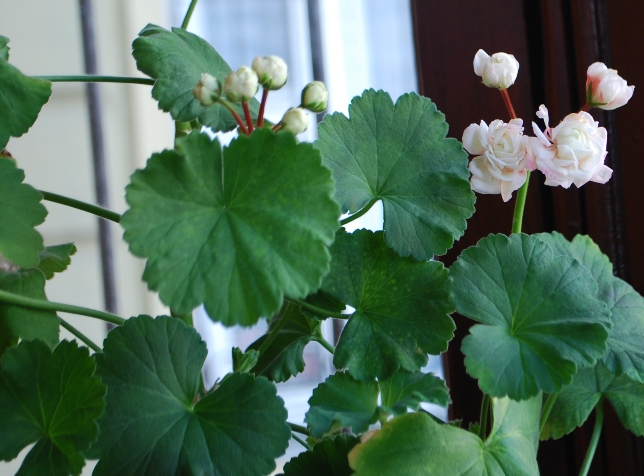 Изображение 1402.jpg