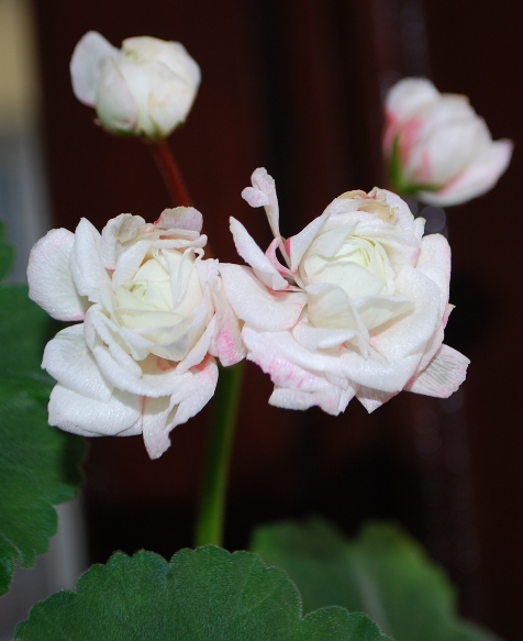 Изображение 1403.jpg