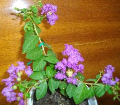 Лагерстремия индийская.JPG