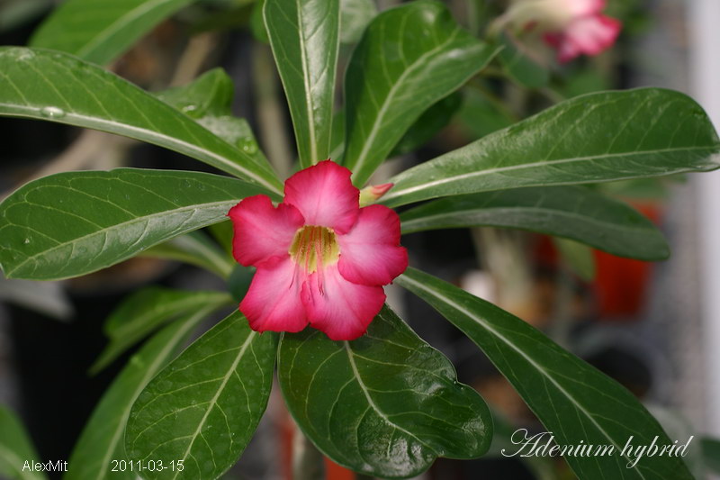 Сегодня было хорошее солнце, поэтому растения выглядят &quot;просветленными&quot;