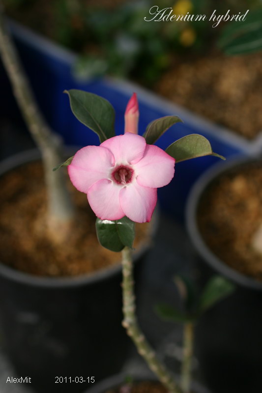 Потешной формы розовый цветок с круглыми лепестками