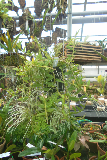 Dendrobium loddigessii 1.jpg