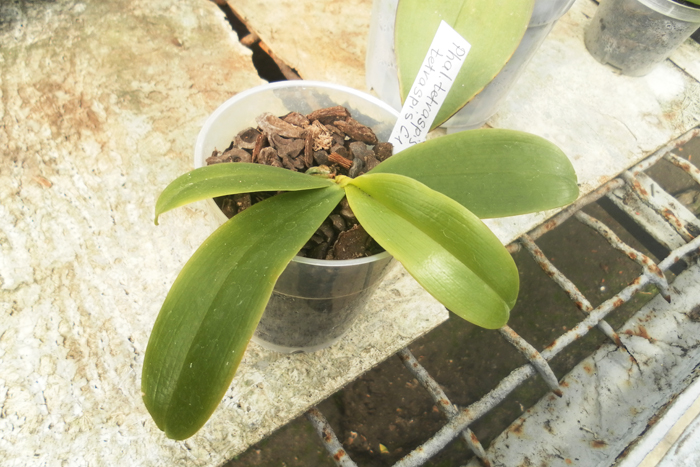 Phalaenopsis tetraspis x tetraspis C.jpg