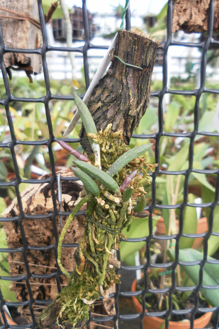 Dendrobium cucumerinum.jpg