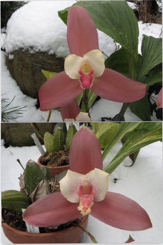 Anna Katharina xlucianii.jpg