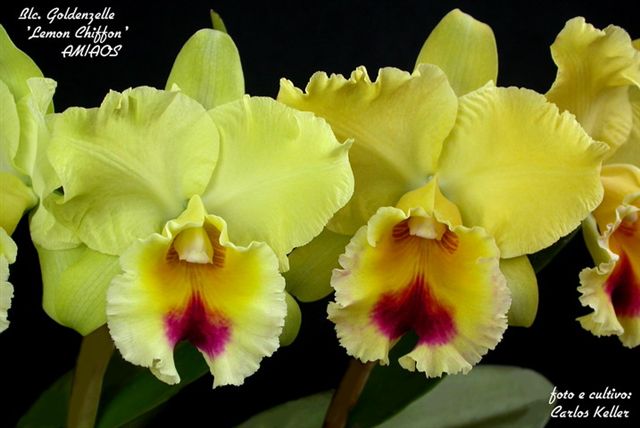 Фото орхидеи Blc. Goldenzelle Lemon Chiffon