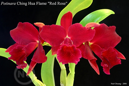 Фото орхидеи Potinara Chine Flane Red Rose