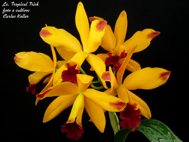 Фото орхидеи Lc. Tropical trick