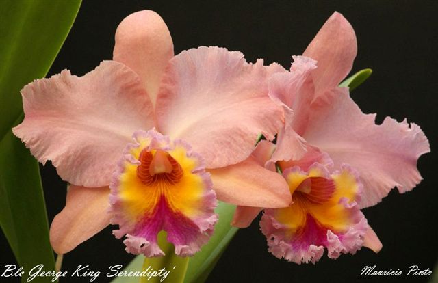 Фото орхидеи Blc. George King 'Serendipty'