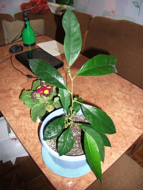 в полный рост