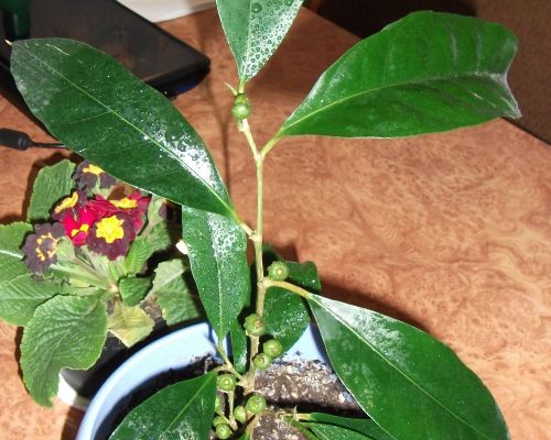 чуть подробнее