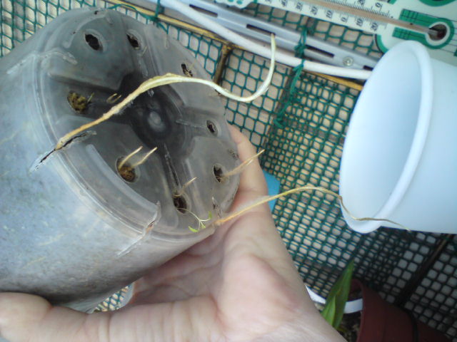 Нужно кашпо в притык, иначе вот так будем расти.