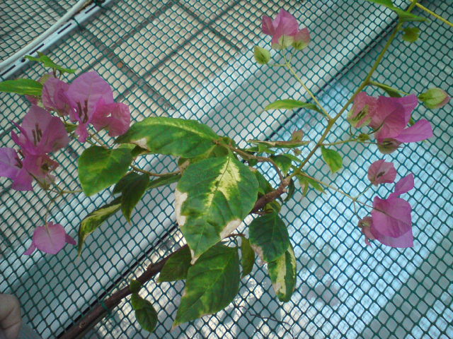 Это ее корешки торчат.