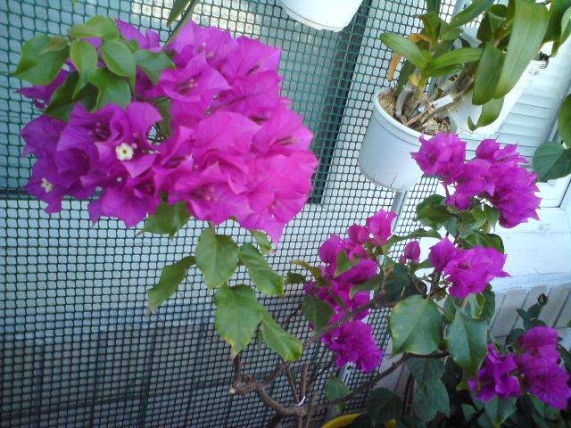 Вне конкуренций по цветению.