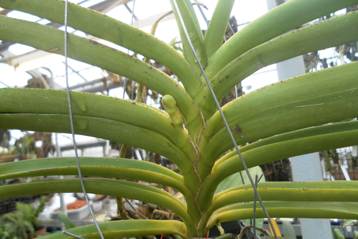 Ascocenda Suksamran Sunlight.jpg