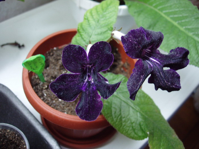 Bristol’s Black Jacket