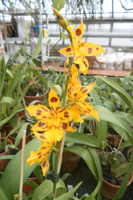 Odontocidium Yellow Tiger.jpg