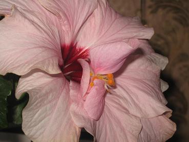 Изображение jbb.JPG