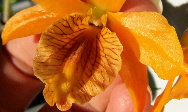 Dendrobium  Stardust   Firebird.jpg