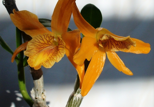 Dendrobium Stardust Firebird1.jpg