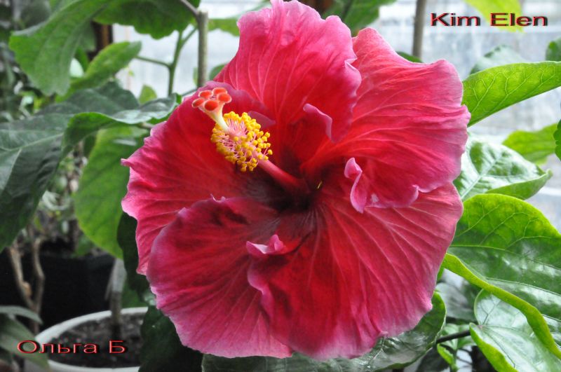 14 см. Цвет конечно не передать, насыщеная малинка. Прелесть.