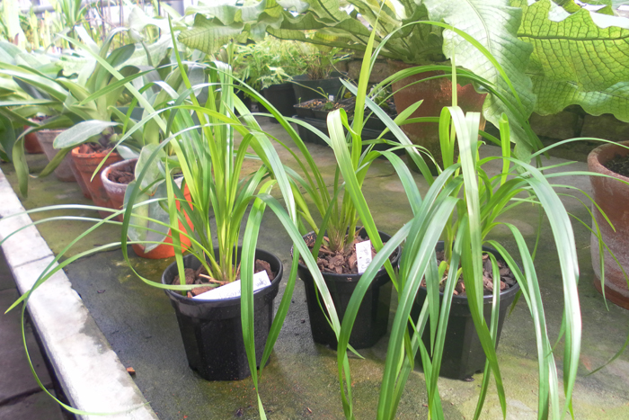 Cymbidium erythrostylum.jpg