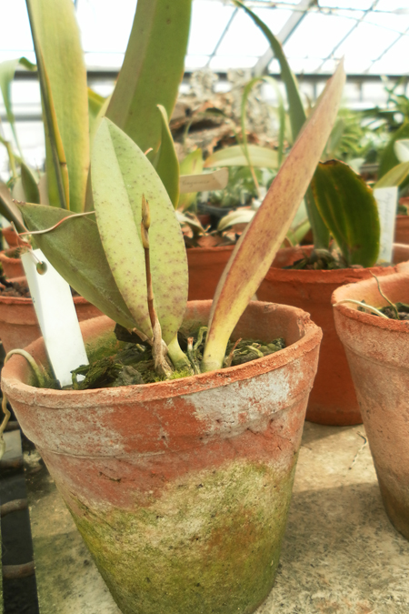 Oncidium luridum.jpg