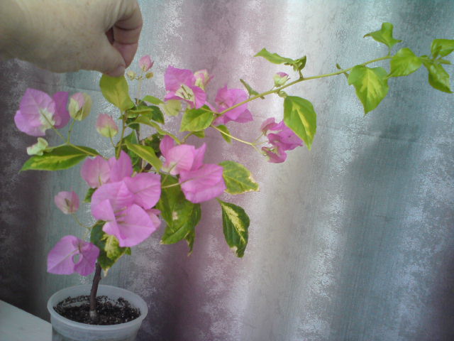 Размер бутона