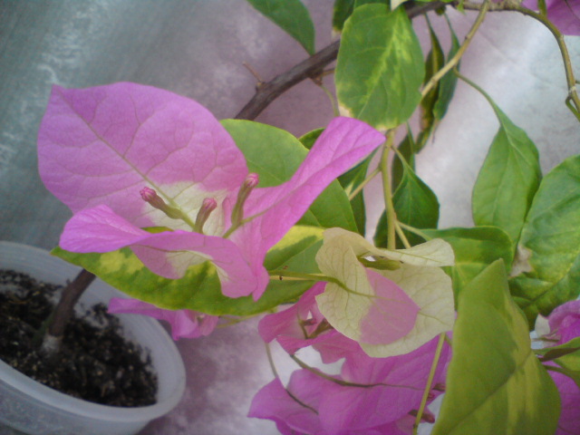 прицветники необычно набирают окрас