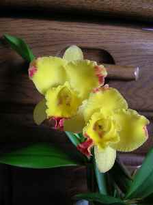 Sc Cherry Bee Yellow Stone.jpg