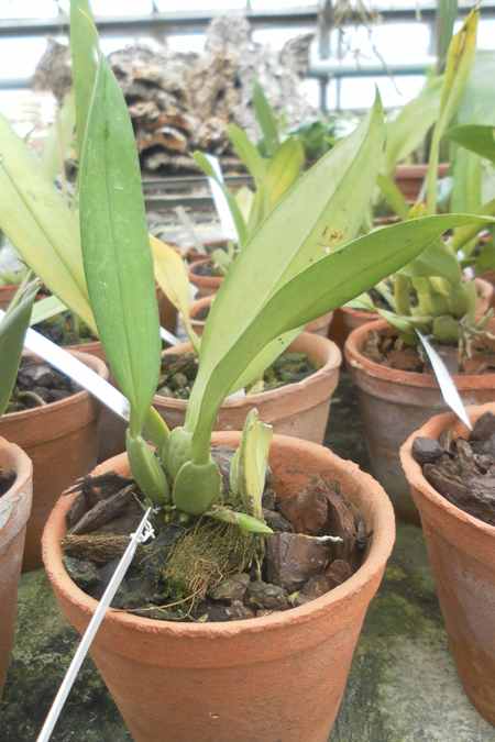 Trichopilia tortillis.jpg