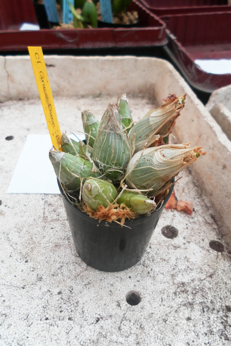 Cl Grace Dunn Beeber Valey.jpg