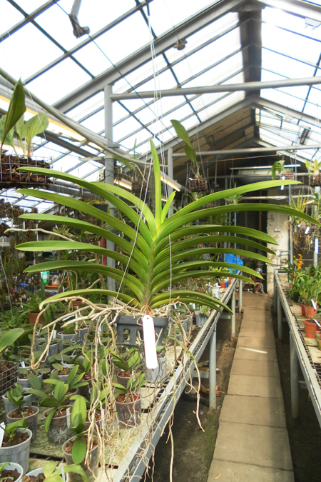 Vanda Sanderiana-Bonchoo x Vanda Taweesuksa.jpg