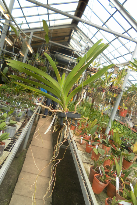 Vanda Robert Delight Black.jpg