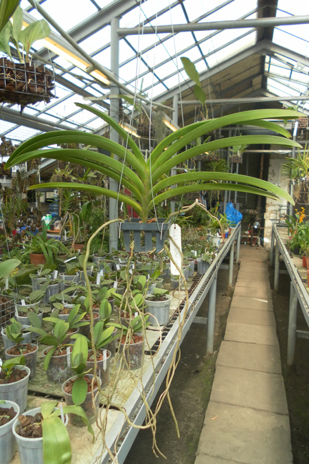 Ascocenda Suksamran Sunlight 1.jpg