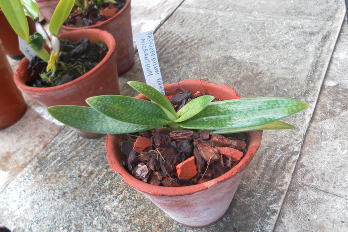 Paphiopedilum rothschildianum X micranthum.jpg