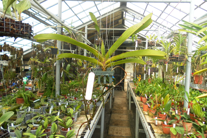 Rhynchostylis gigantea spot1.jpg