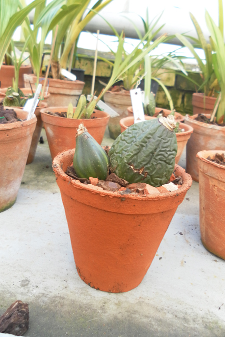 Lycaste Jean Tolliday Kendolie.jpg