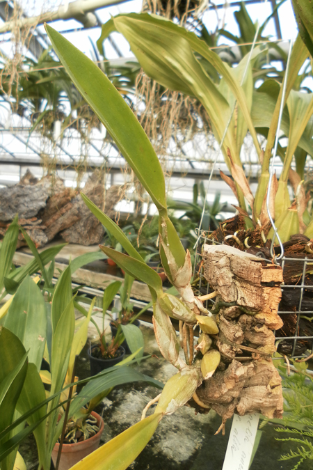 Laelia anceps var  alba.jpg