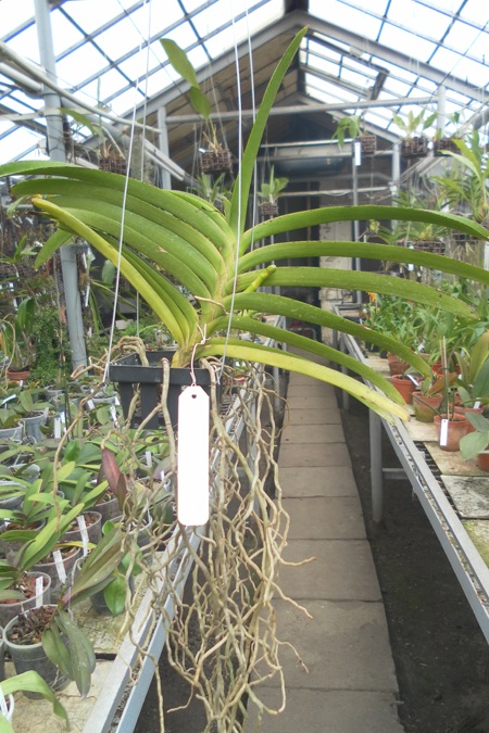 Ascocenda Suksamran Sunlight 2.jpg