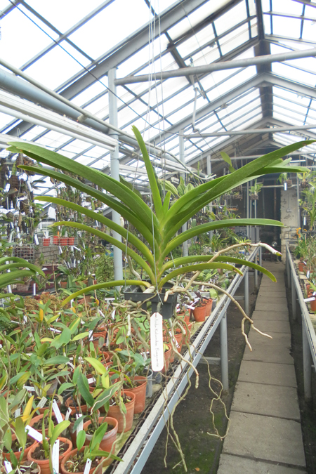 Ascocenda Kulwadee Fragrance.jpg