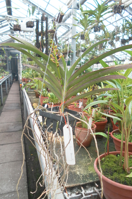 Ascocenda Su-Fun Beauty.jpg