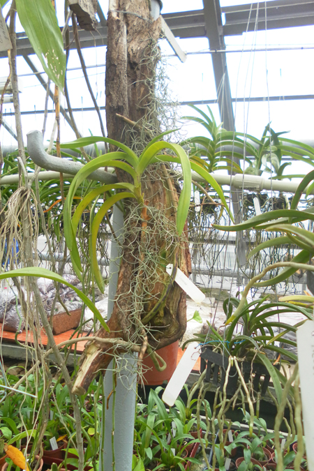 Vanda bruenea.jpg