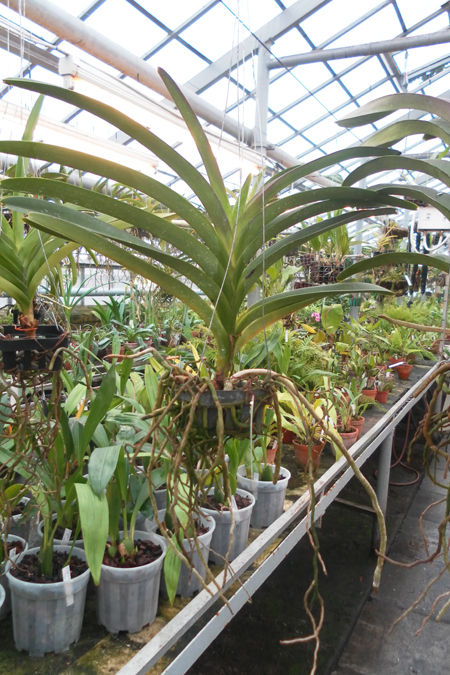 Ascocenda Pak Hai V Pacharee Delight.jpg