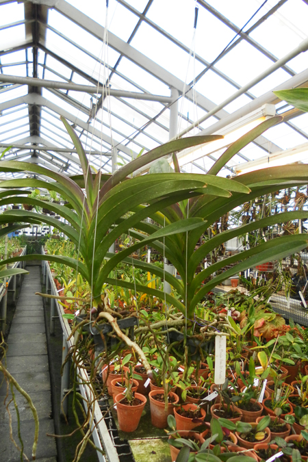 Ascocenda Pak Hai x Vanda Dr Anek.jpg