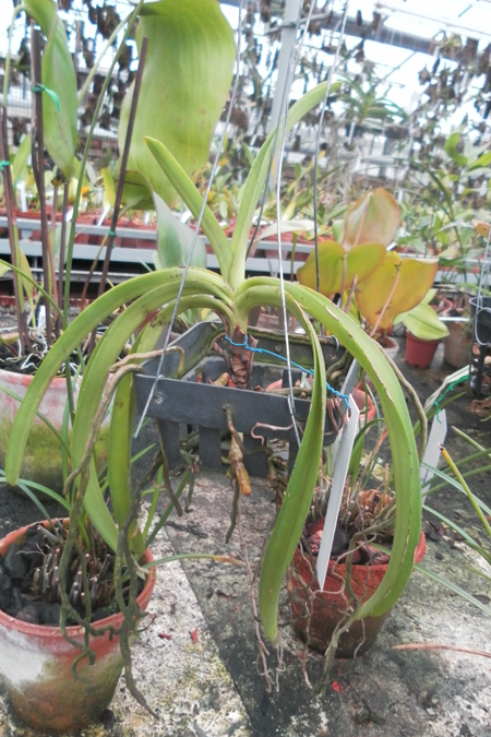 Rhynchostylis coelestis pink.jpg