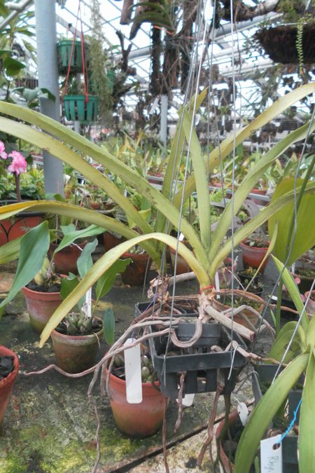 Rhynchostylis retusa spot.jpg